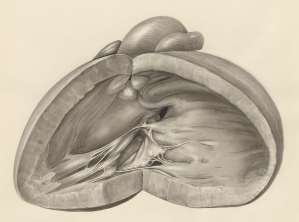 H.G Wetselaar, Heart
