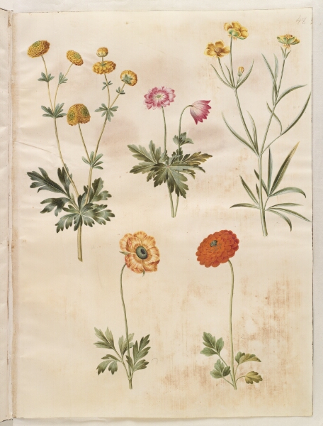 Hans Simon Holtzbecker, Ranunculus acris (guldknap-ranunkel); Anemone nemorosa (hvid anemone); Ranunculus illyricus (steppe-ranunkel); Ranunculus asiaticus (have-ranunkel)