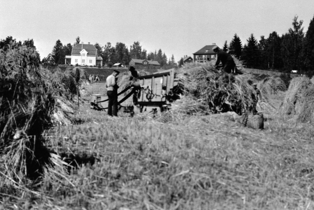Anno Domkirkeodden, KORNINNHØSTING MED TRESKEMASKIN, 3 MANN ARBEIDER PÅ LILLE AJERJORDET, TRESKELAGET ER FRA FURNESÅSEN: GRANERUDMASKINA, LUDVIG GRANERUD TOK PÅ SEG OPDRAG I FURNESBYGDA, AJER GÅRD, CASTBERGS HUS I BAKGRUNNEN.
