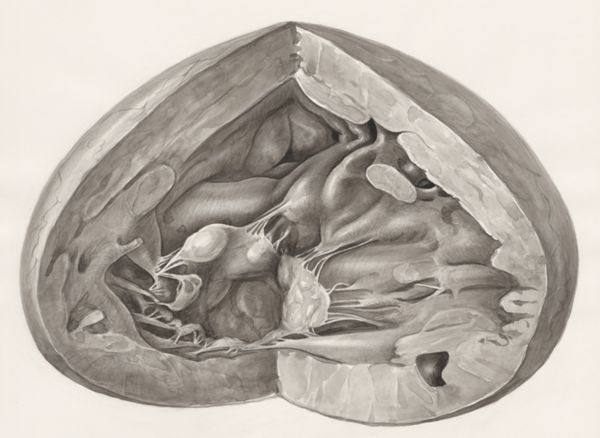 H.G Wetselaar, Heart