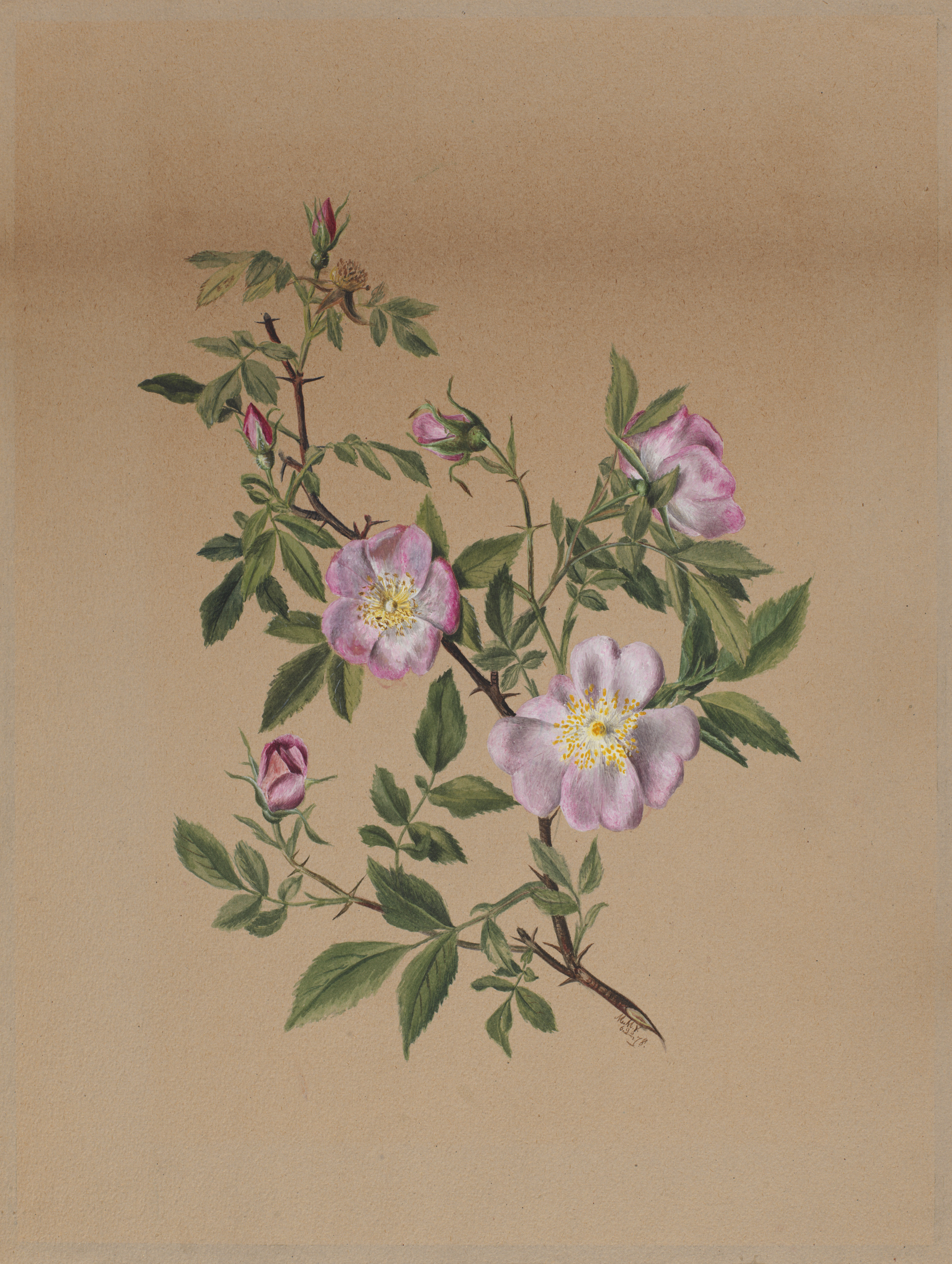 Mary Vaux Walcott, Rose Mallow (Hibiscus moscheutos)