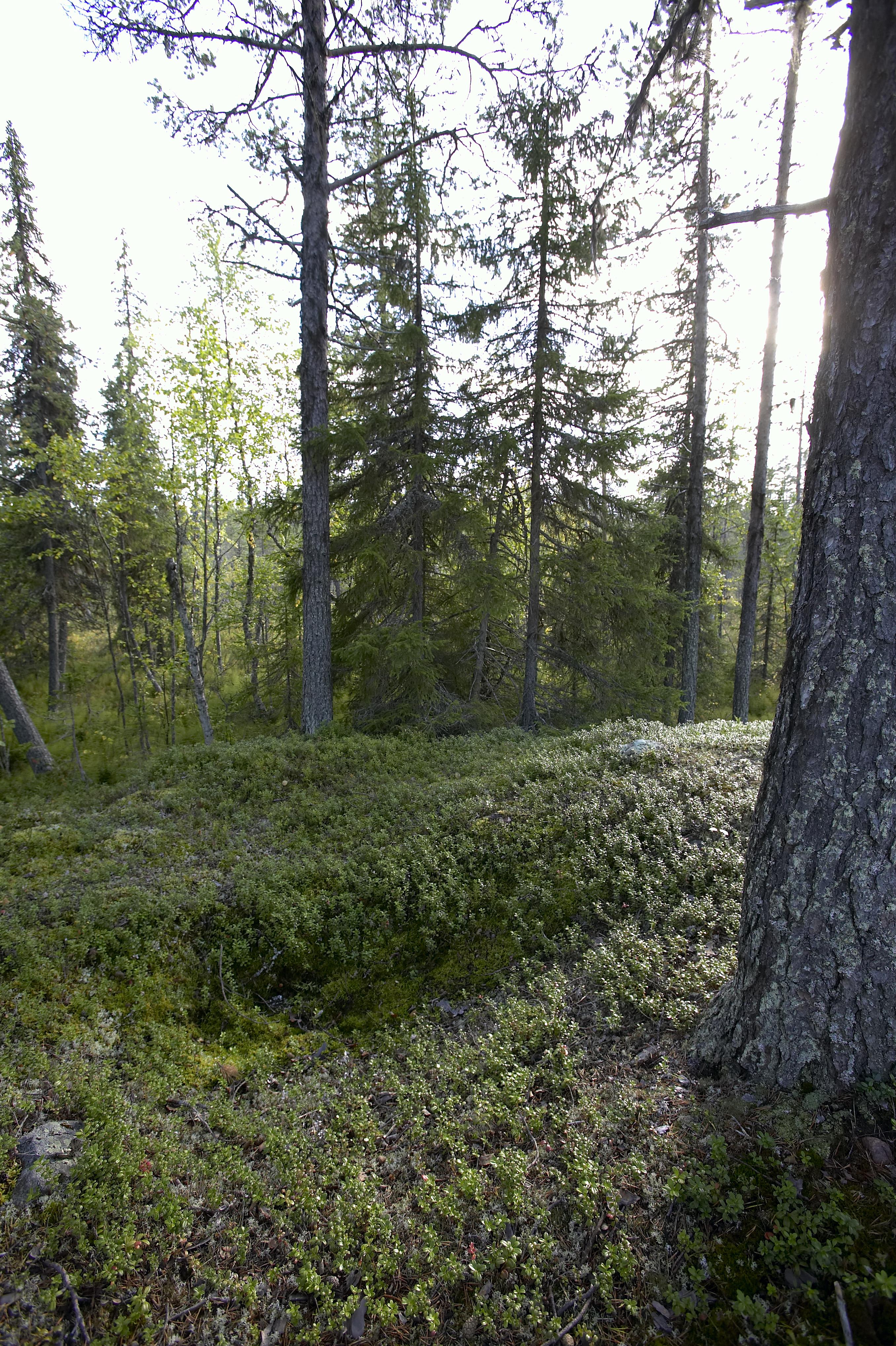 Bengt A Lundberg, Kaltisbäcken