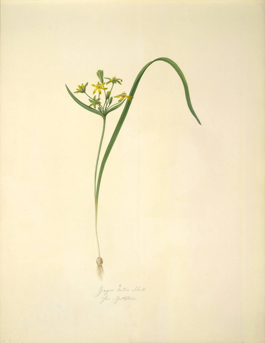 AugustRokert, Gagea lutea Schult - Wald-Gelbstern
