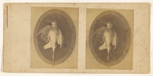 Unknown, [Mounted bird] (recto); [Mounted bird] (verso)