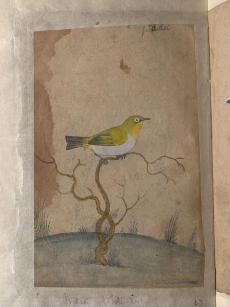 Unknown, Depictions of a Indian spotted owlet and a Indian white-eye of Northern India