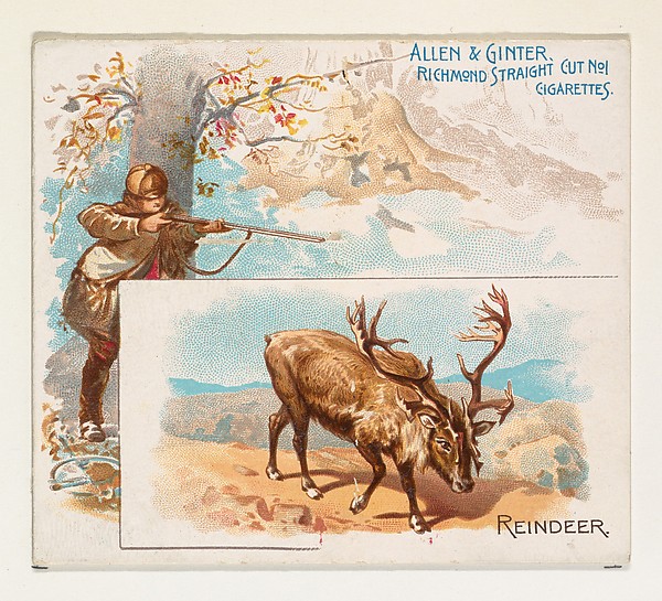 Allen & Ginter, Reindeer, from Quadrupeds series (N41) for Allen & Ginter Cigarettes