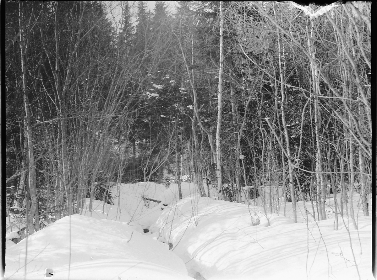 Ole Hansen Løken, SKOGBUNN VINTER.