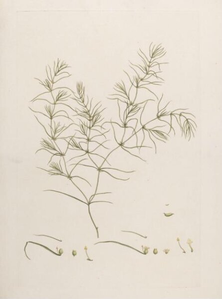 John Miller, Print