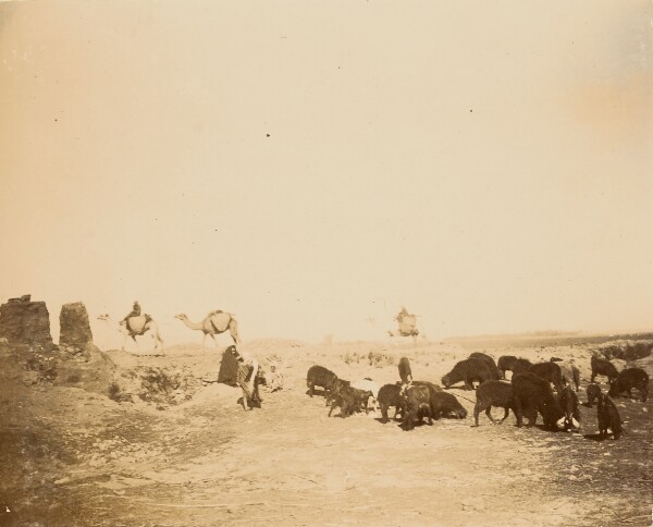 Unknown, [Men with camels watching cattle]