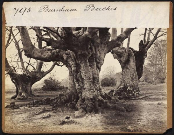 Francis Frith, Burnham Beeches
