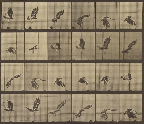 Eadweard J. Muybridge, Animal Locomotion