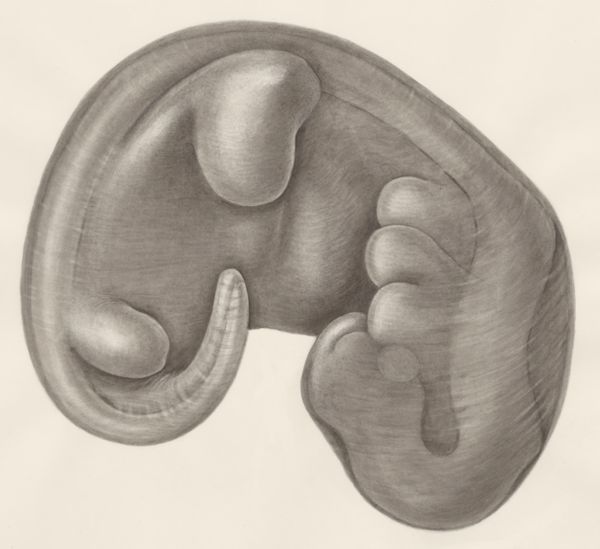H.G Wetselaar, Embryo