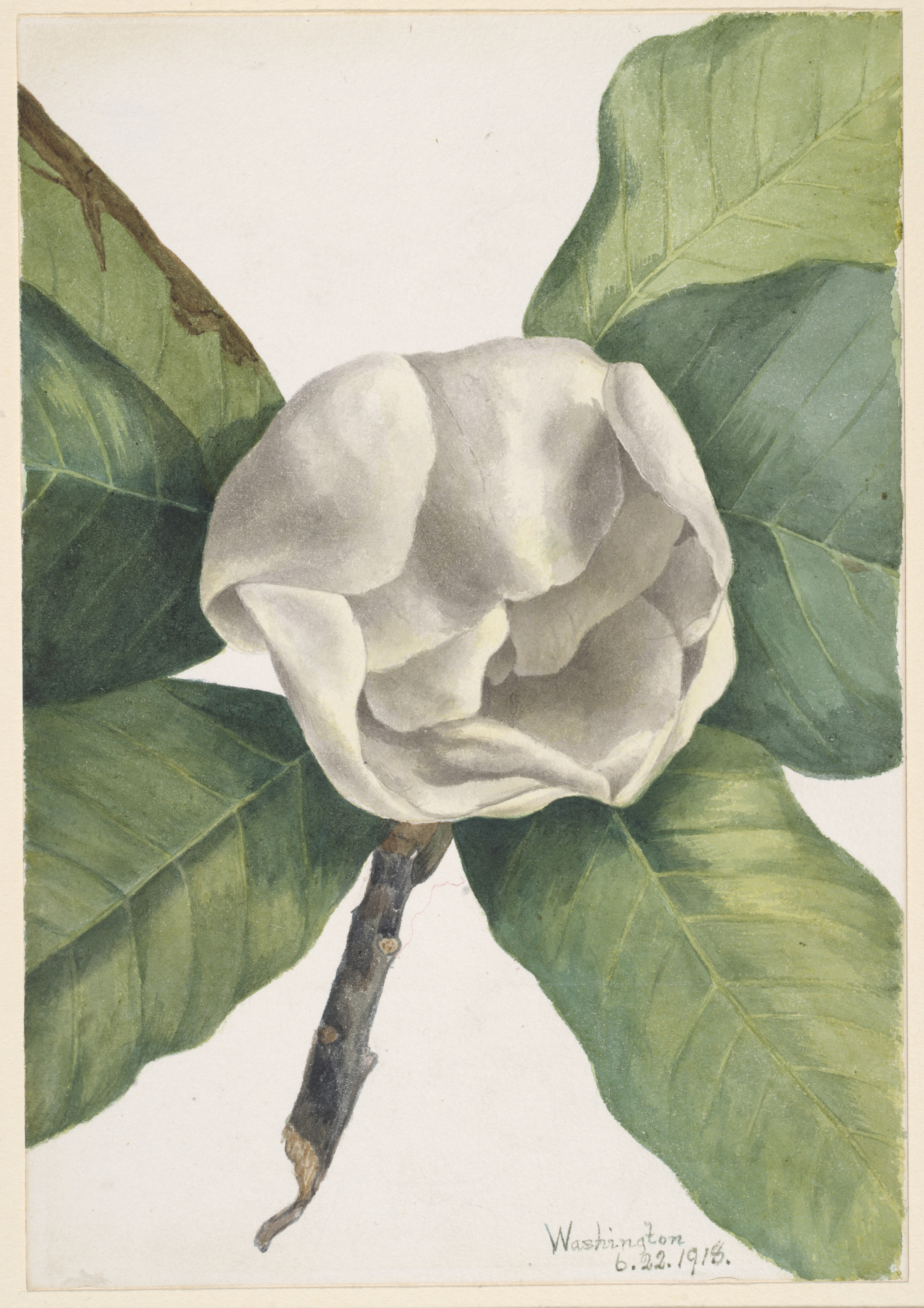 Mary Vaux Walcott, Southern Magnolia (Magnolia grandiflora)