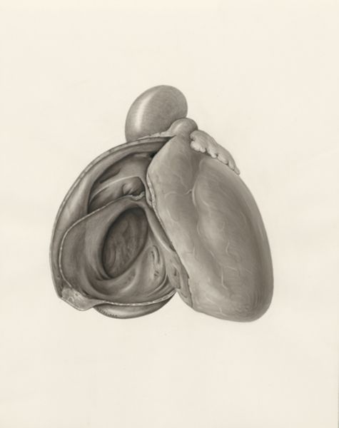 H.G Wetselaar, Heart