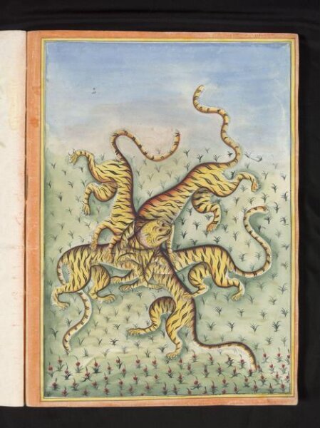 Unknown, Five tigers with one head