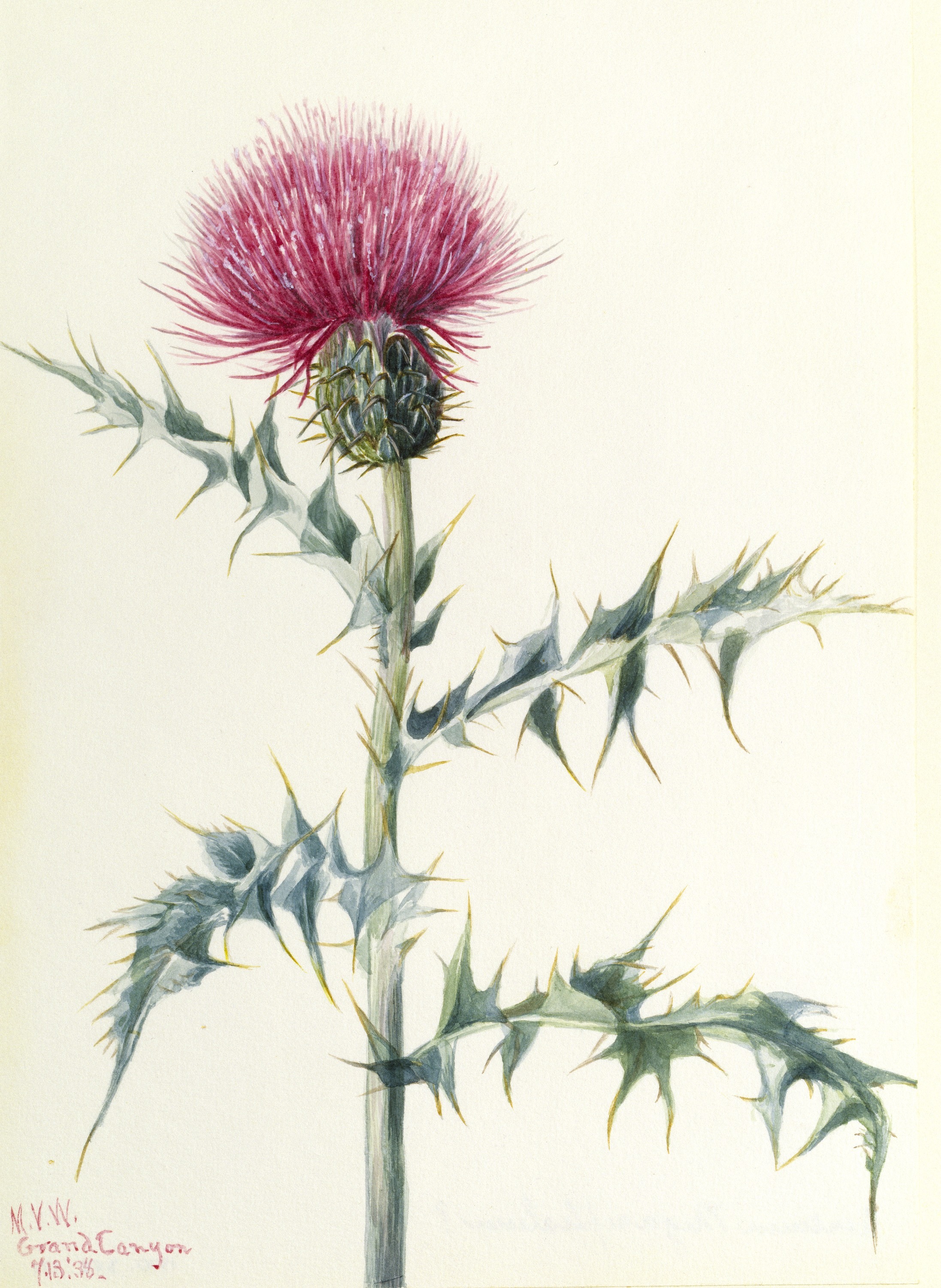 Mary Vaux Walcott, Thistle (Cirsium arizonica)