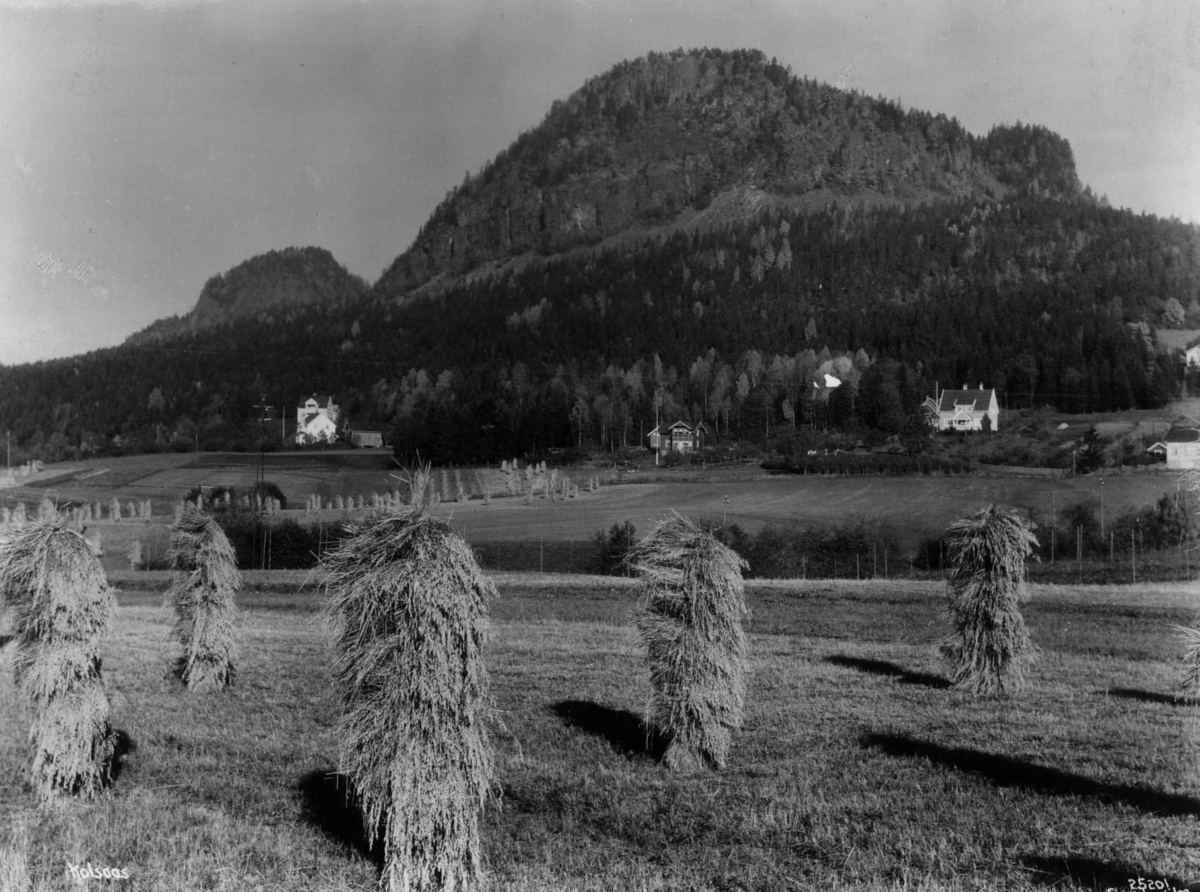 Anders Beer Wilse, Jordbruk, Kolsås.