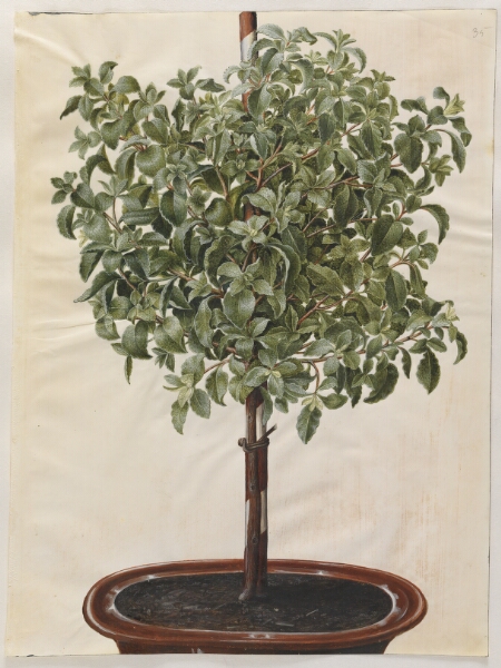 Hans Simon Holtzbecker, Cistus creticus (kreta-soløjetræ)
