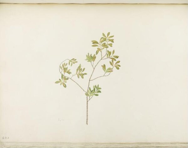 unknown, Flowers and Fruits