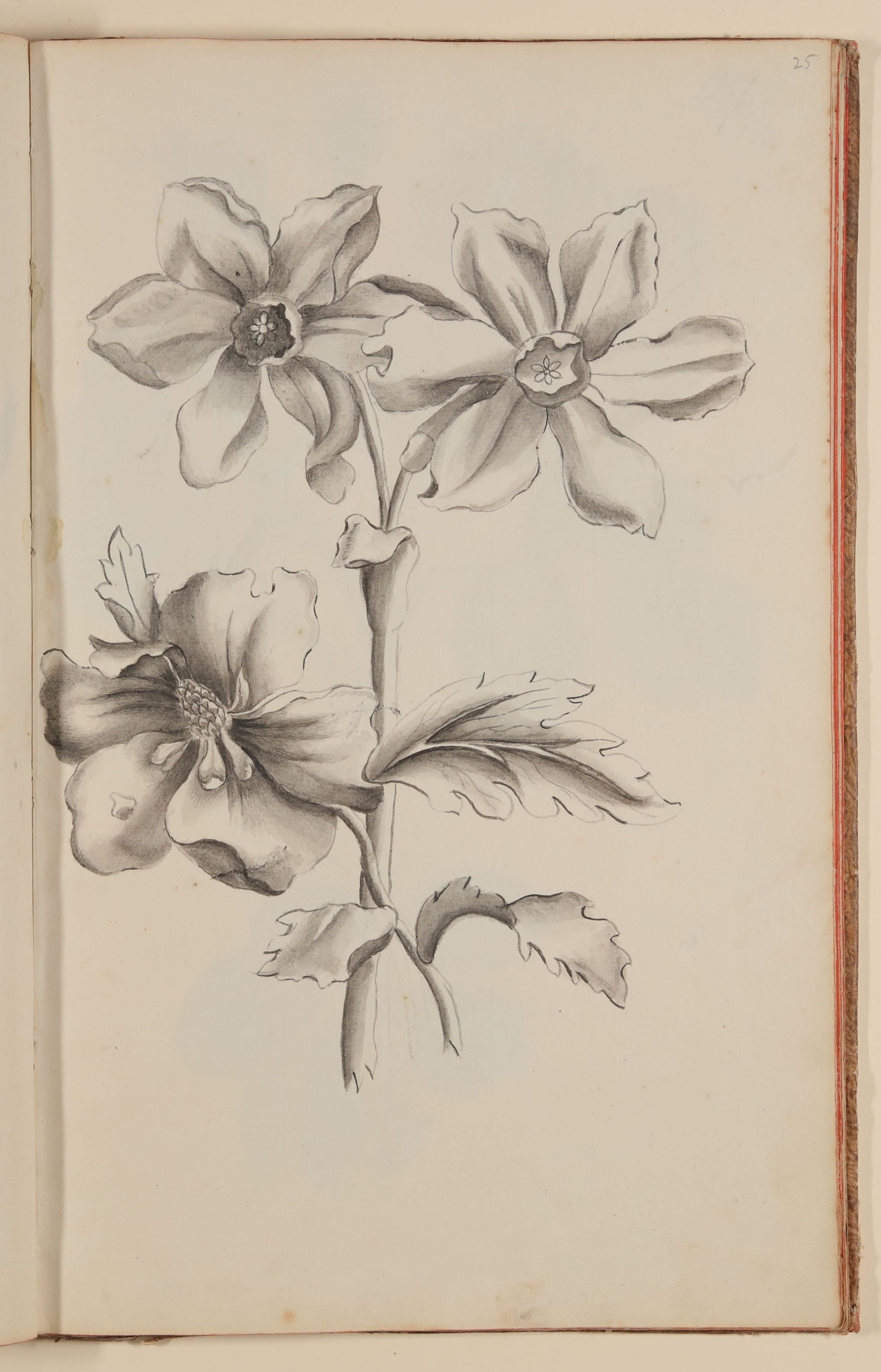 Marianne Franziska Seiffert von Klettenberg, Zwei graue Blumen [aus einem Skizzenbuch der Marianne Franziska Seiffert von Klettenberg]