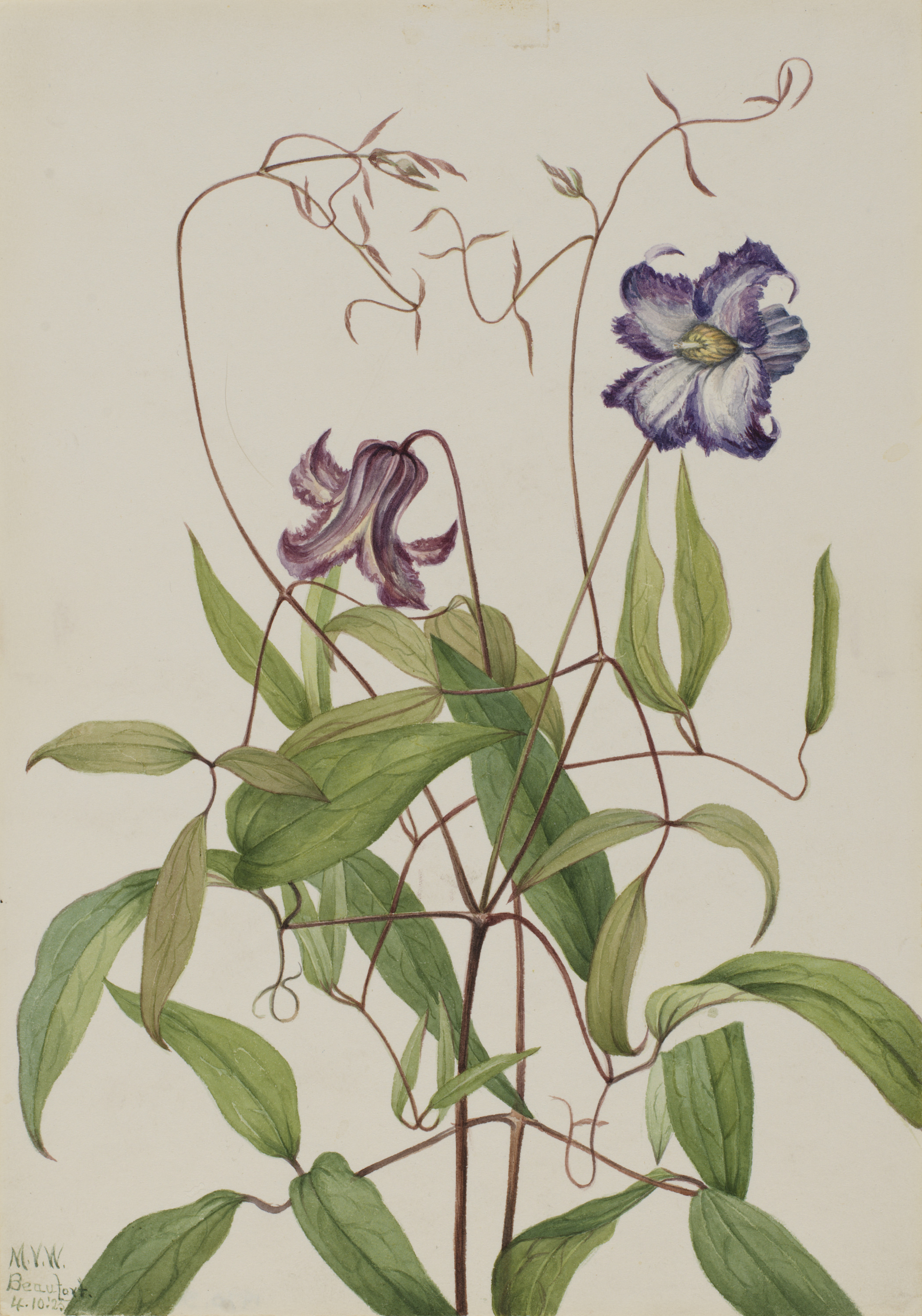 Mary Vaux Walcott, Curly Clematis (Clematis crispa)