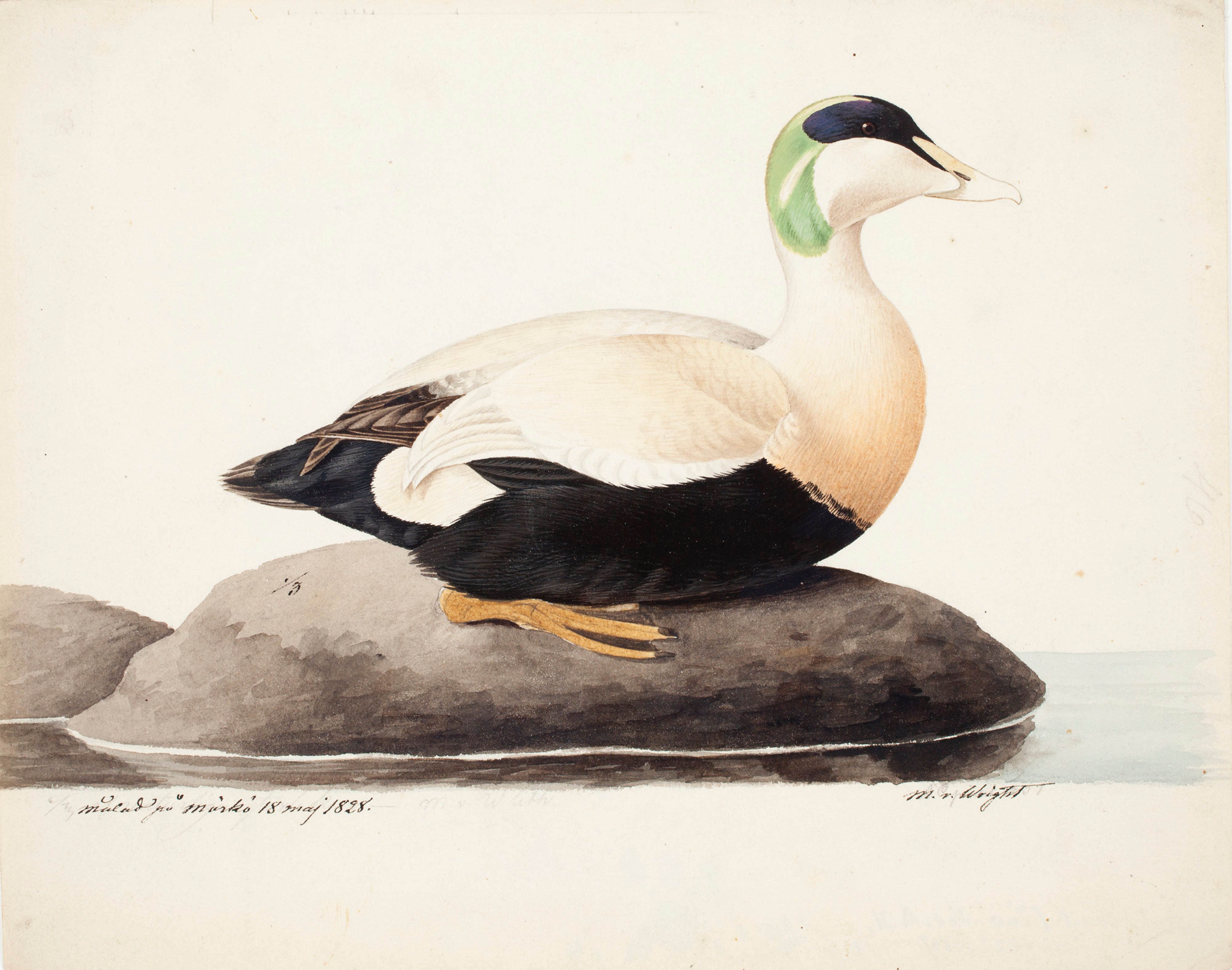Magnus von Wright, Common Eider, Male