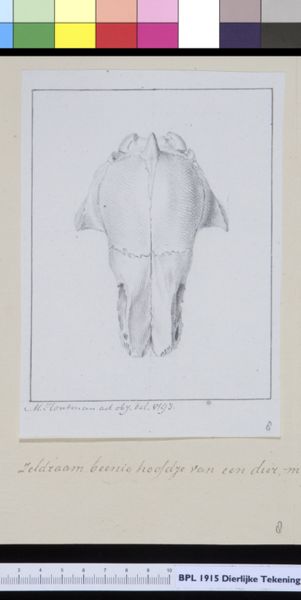M Houtman, Animals: skull