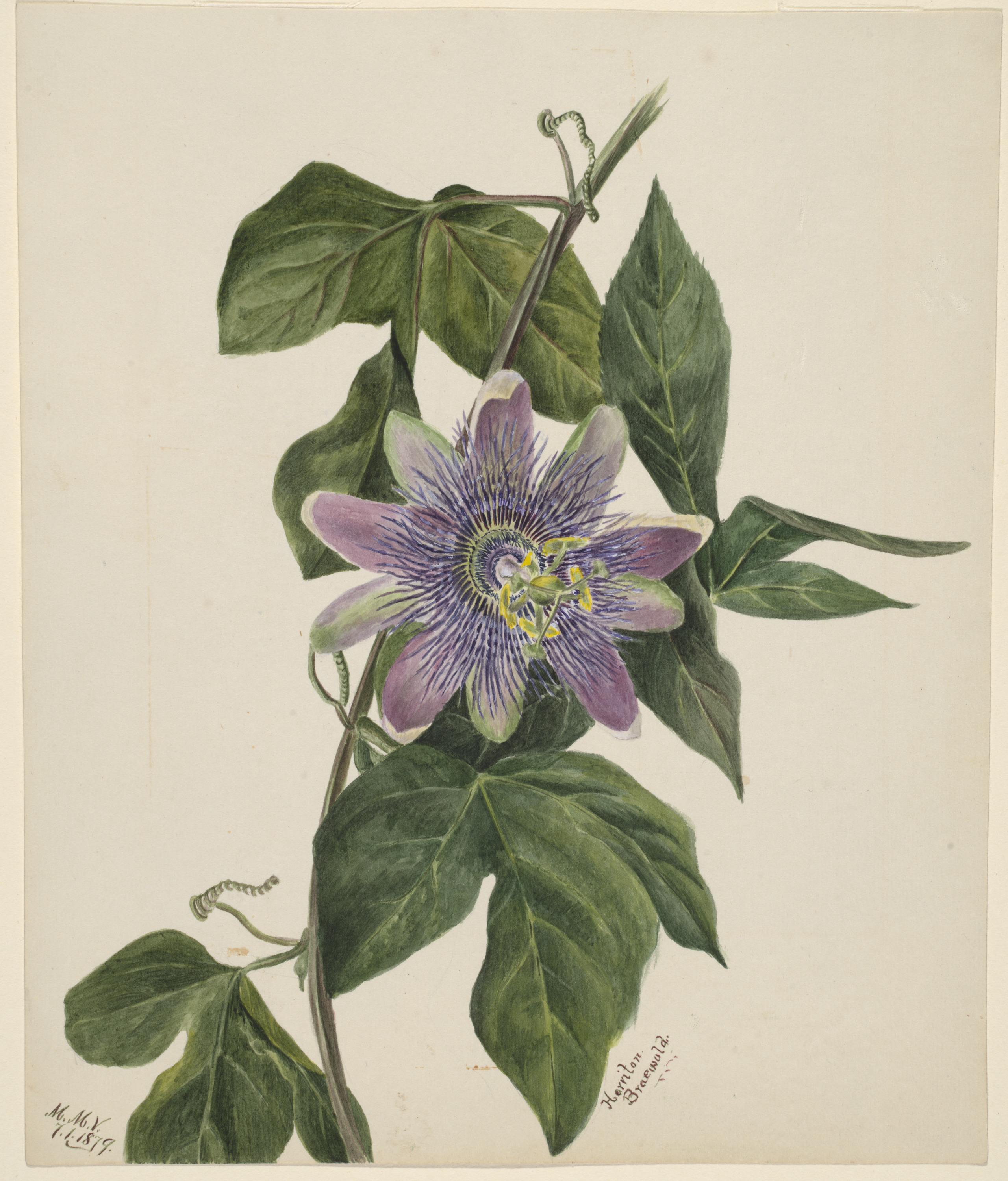 Mary Vaux Walcott, (Untitled--Flower Study)
