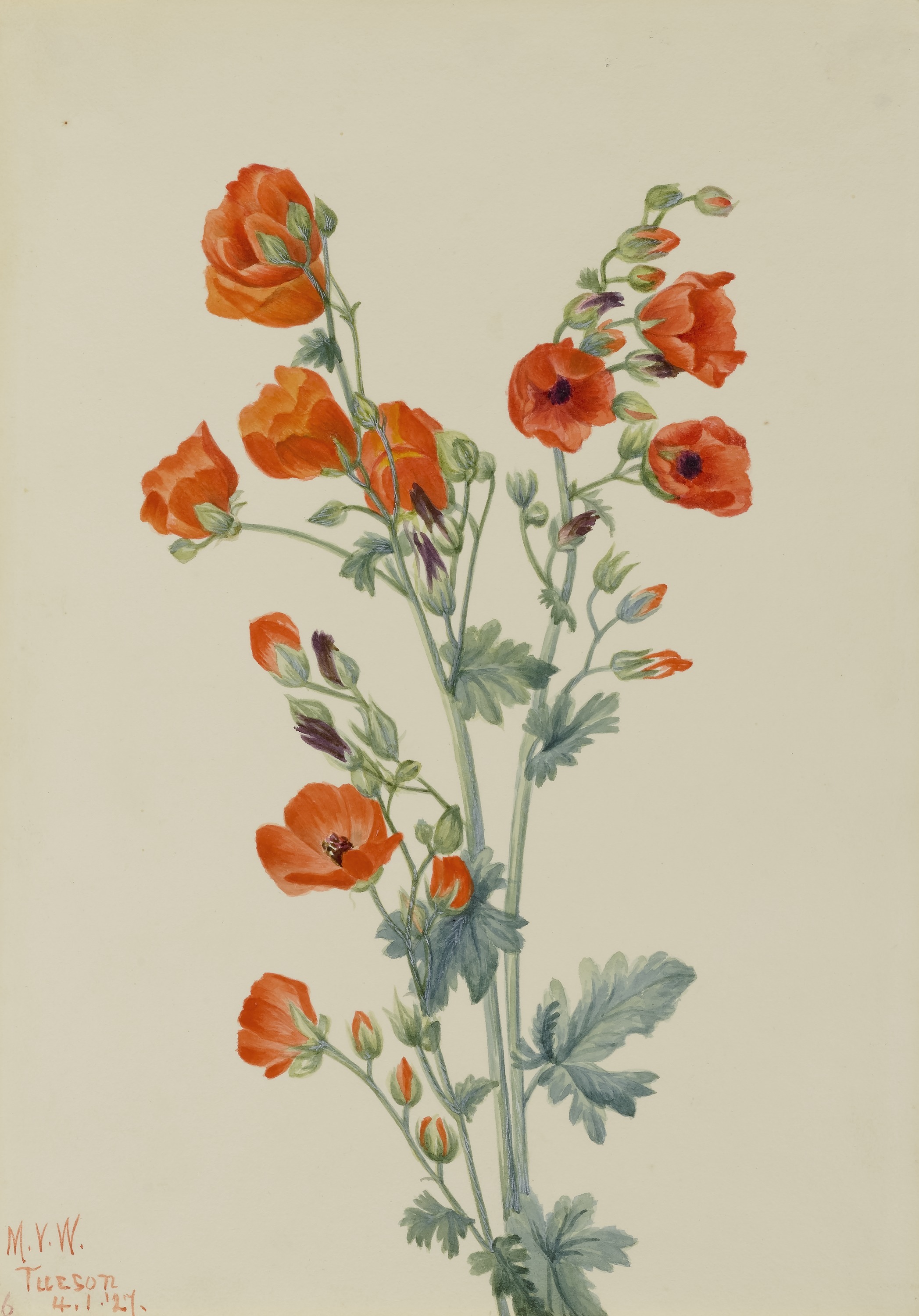 Mary Vaux Walcott, Scarlet Globe Mallow (Sphaeralcea grossulariaefolia)