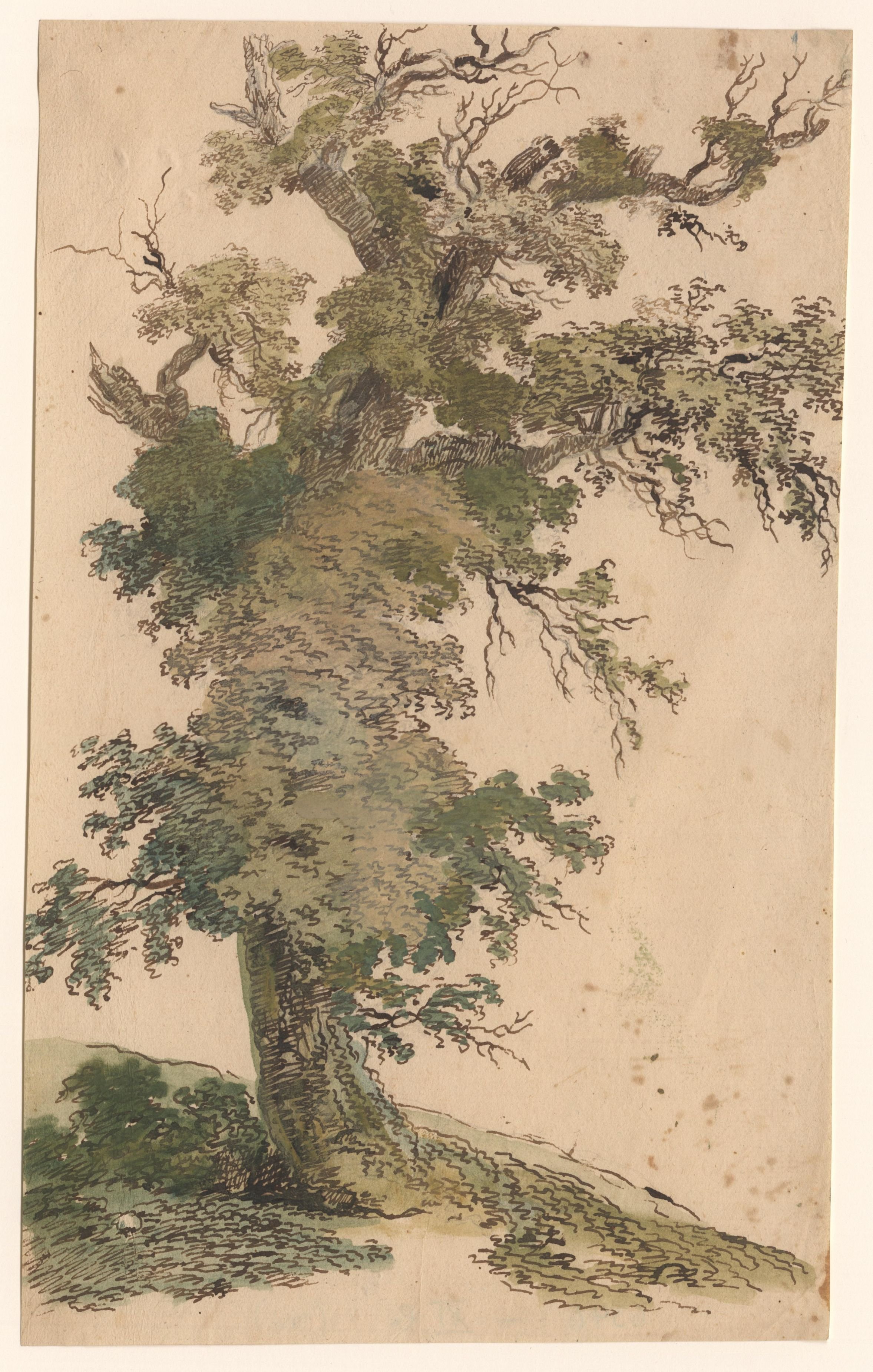 Friedrich Müller (Maler), Baumstudie
