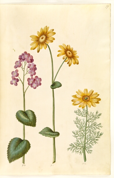 Hans Simon Holtzbecker, Lunaria annua (judaspenge); Doronicum pardalianches (hjertebladet gemserod); Adonis vernalis (vår-adonis)