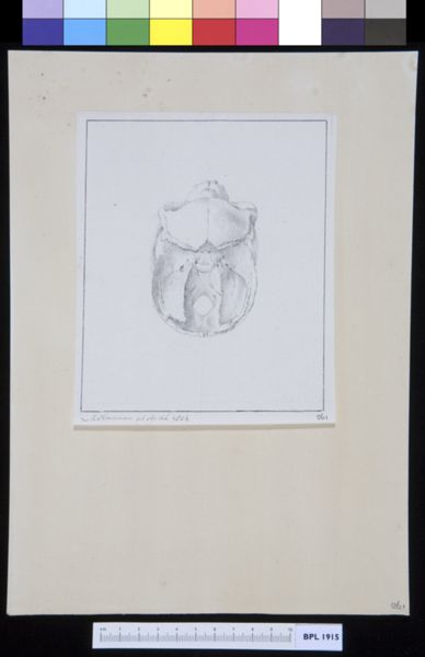 M Houtman, Animals: ape, skull