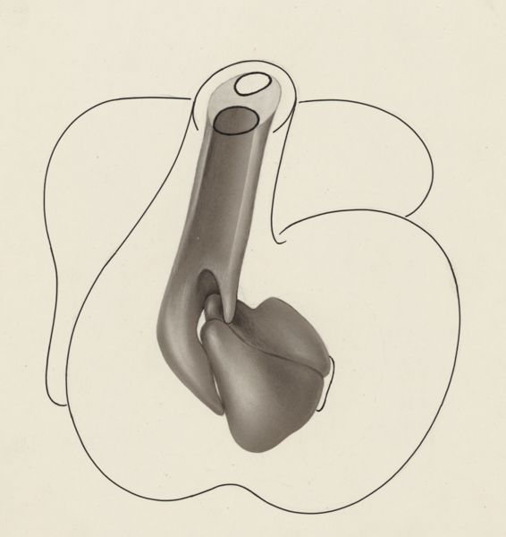 J Tinkelenberg, Schematic representation of a part of the heart of an embryo