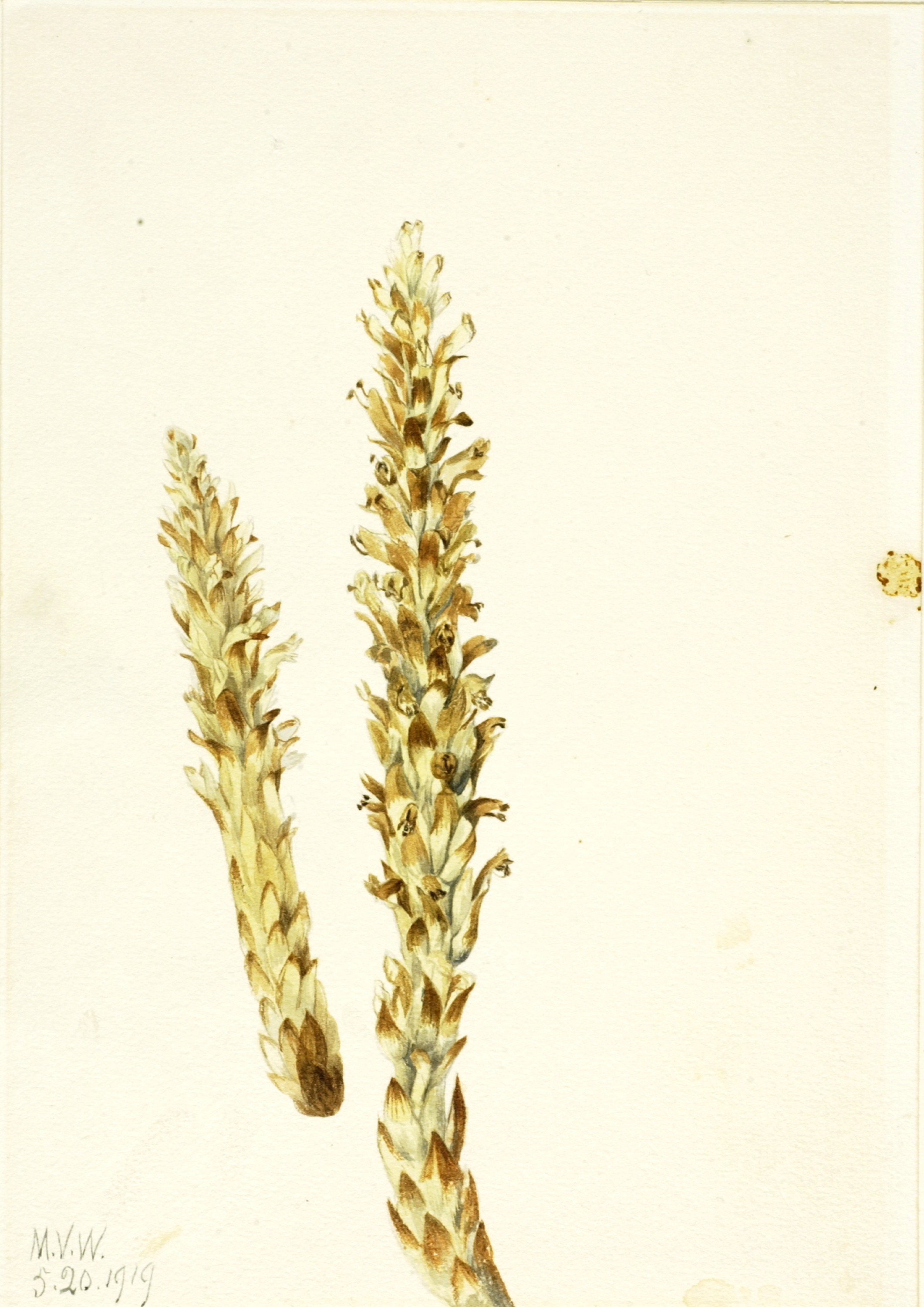 Mary Vaux Walcott, Bear Corn (Conopholis americana)
