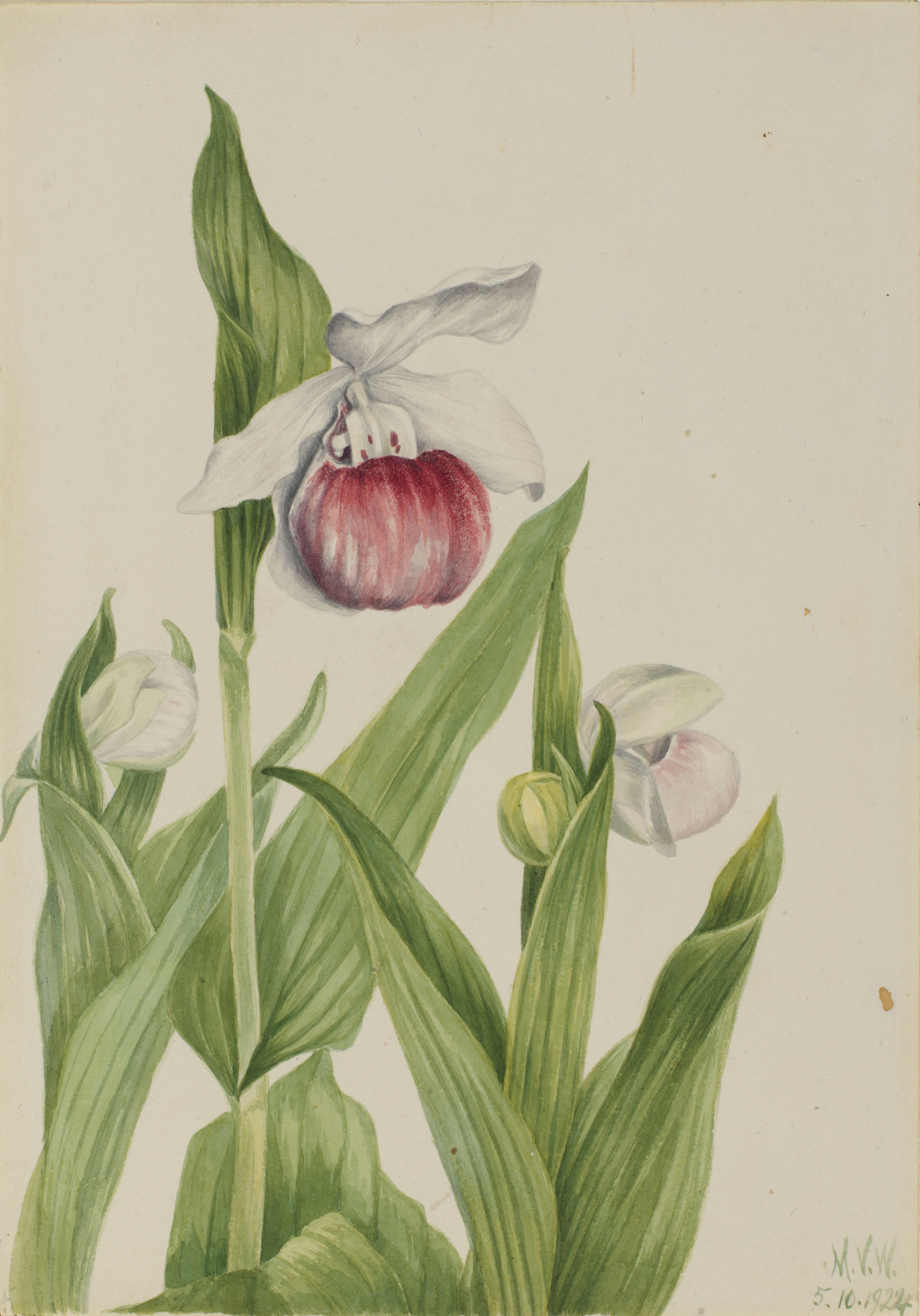 Mary Vaux Walcott, Showy Lady's Slipper (Cypripedium reginae)