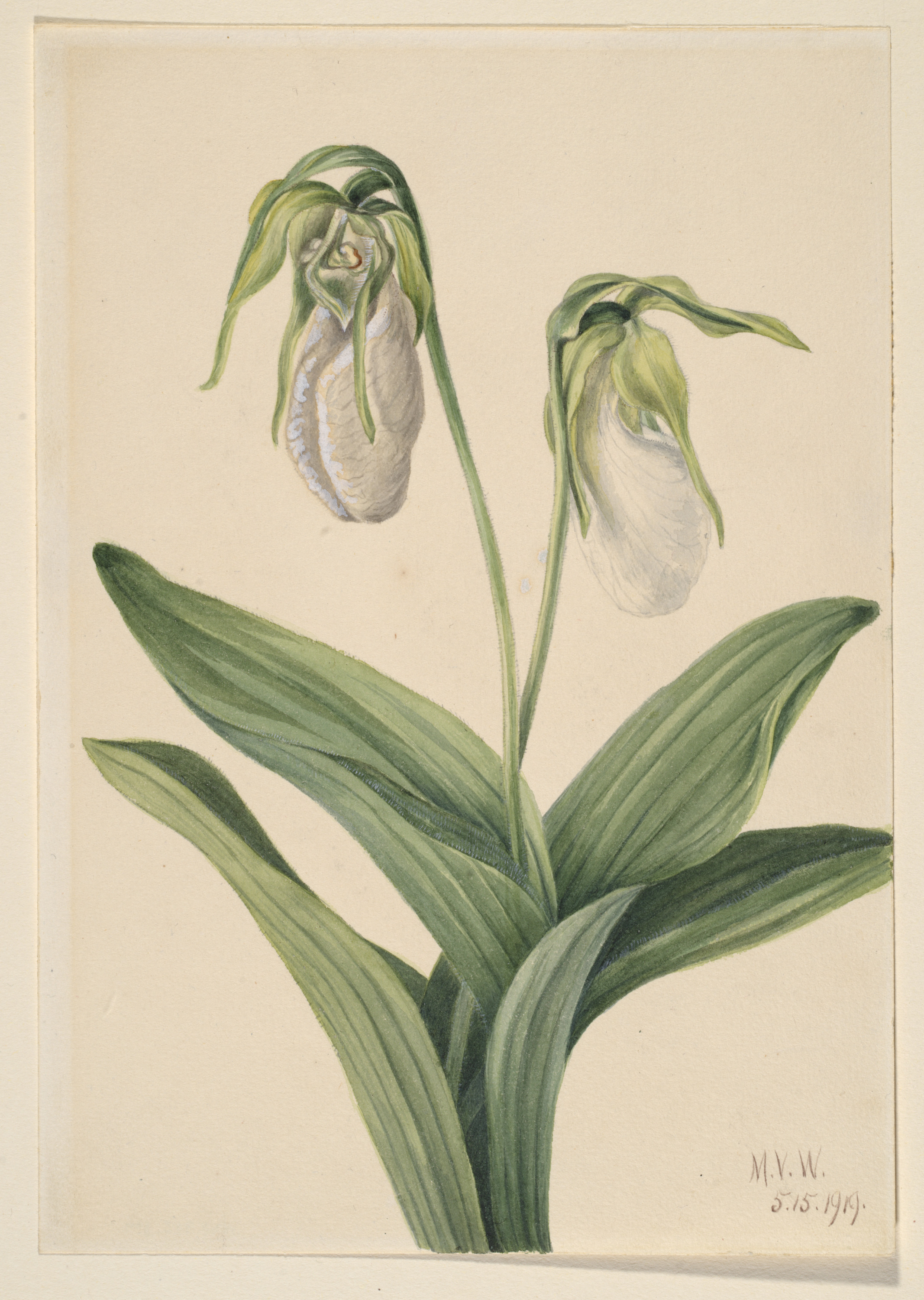 Mary Vaux Walcott, Pale Lady's Slipper (Cypridedium acaule)