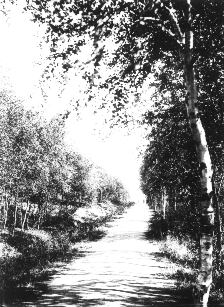 Ellisif Rannveig Wessel, Alleen opp til Sør-Varanger prestegård, Finnmark, før 1900.