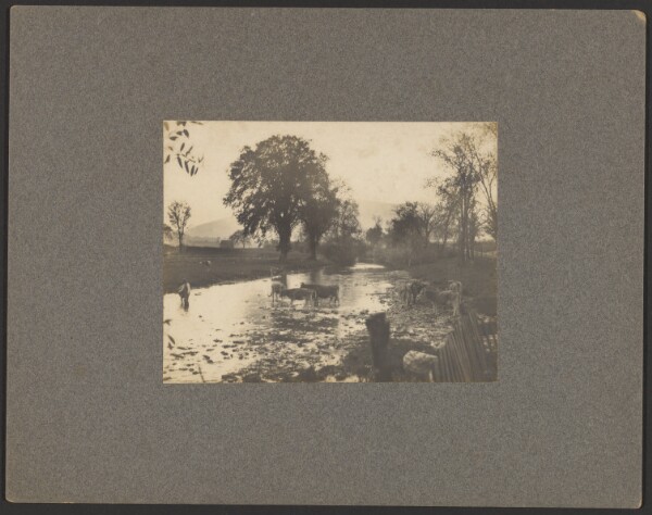 Unknown, [Cows in a stream]