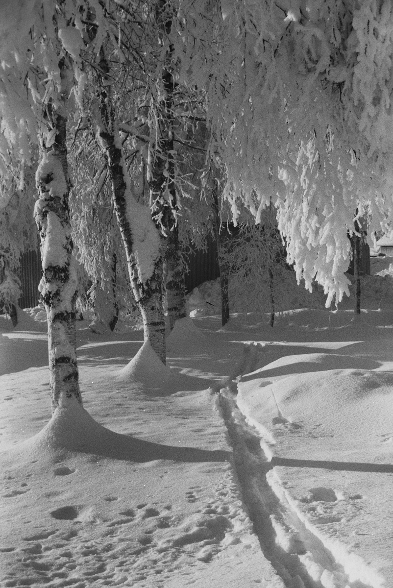 Anders Beer Wilse, Prot: Vinter Nordmarka