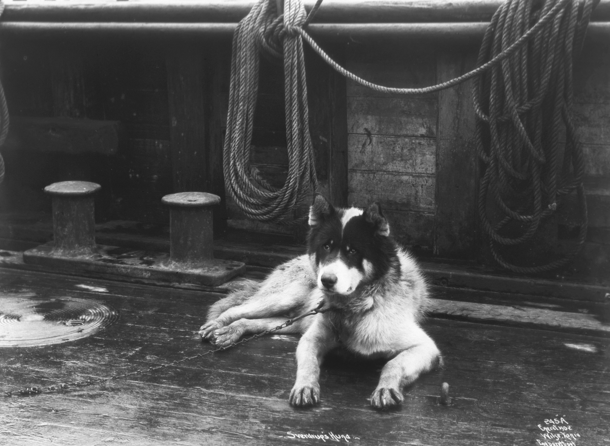 Anders Beer Wilse, Prot: Sverdrups Hund
