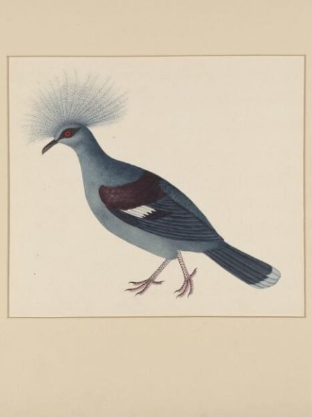 Unknown, One of four natural-history drawings.