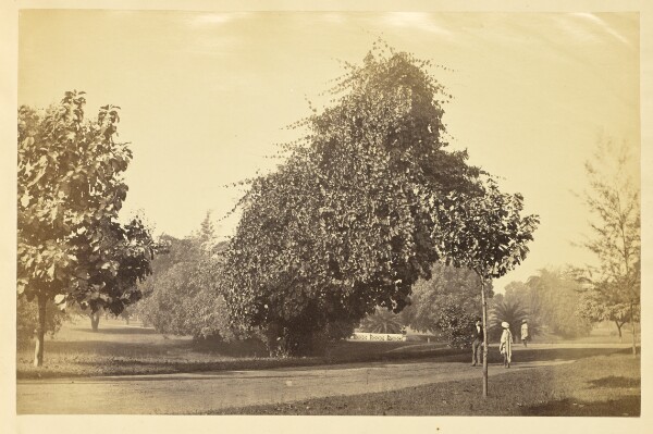 Unknown, [Park with Unpaved Road and Trees, India]