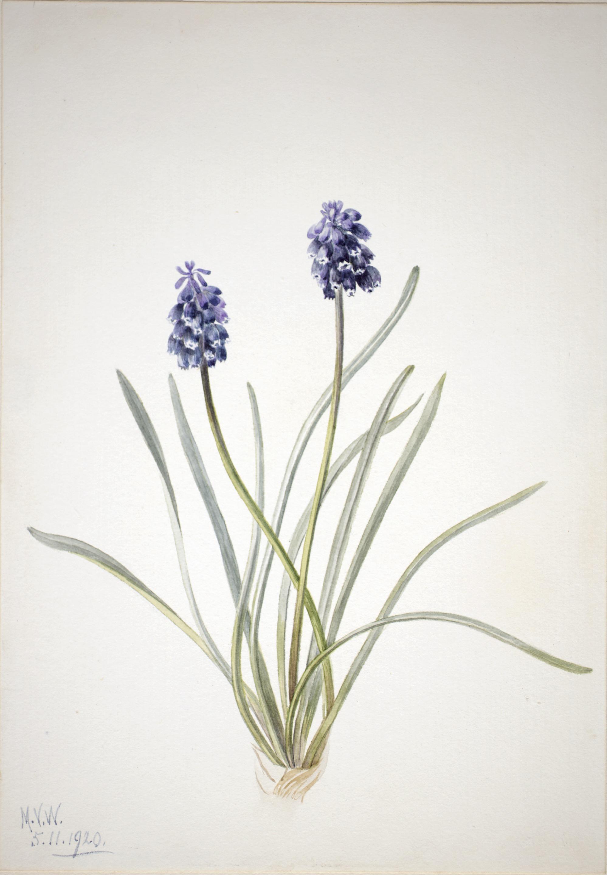 Mary Vaux Walcott, Grape Hyacinth (Muscari racemosum)
