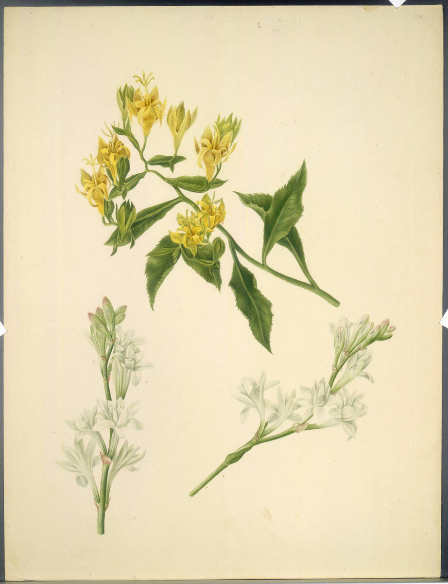 KatharinaFreiinvonRöthlein, Gelbe Glockenblume, Primel