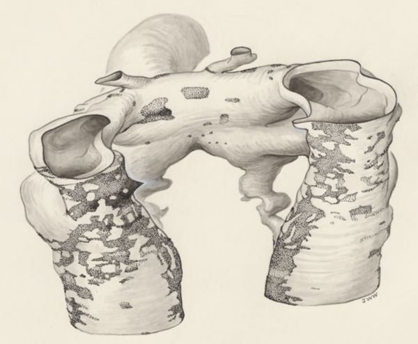 J Wetselaar-Whittaker, Rat embryo