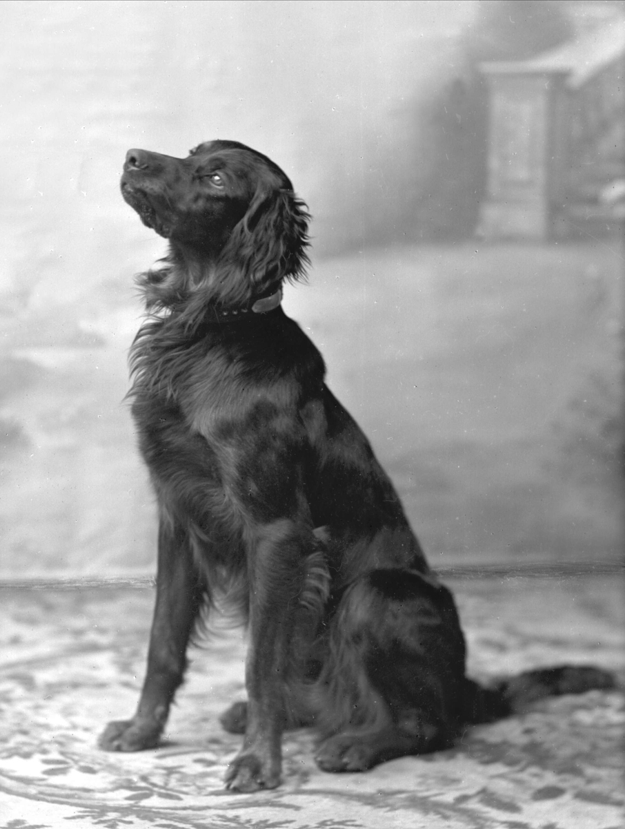 Gustav Borgen, Portrett, en fuglehund.