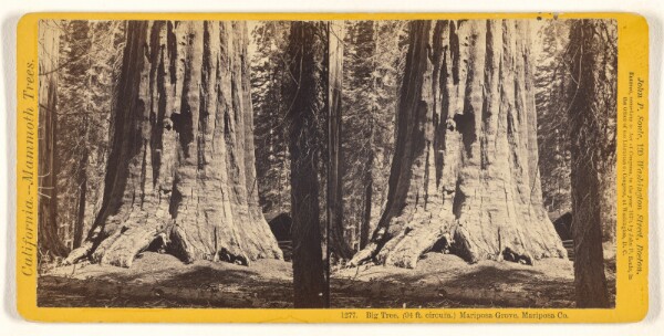 John P. Soule, Big Tree, (94 ft. circum.) Mariposa Grove, Mariposa Co.