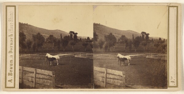Adolphe Braun, [Pastoral scene with horse and foal]