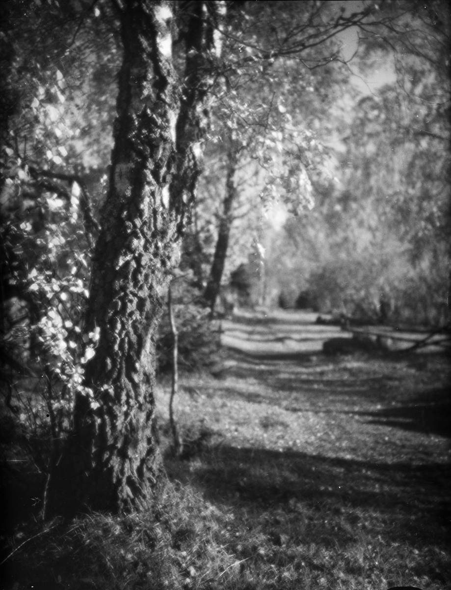 Skötsner-Edhlund, Björkar vid skogsväg, Östhammar, Uppland