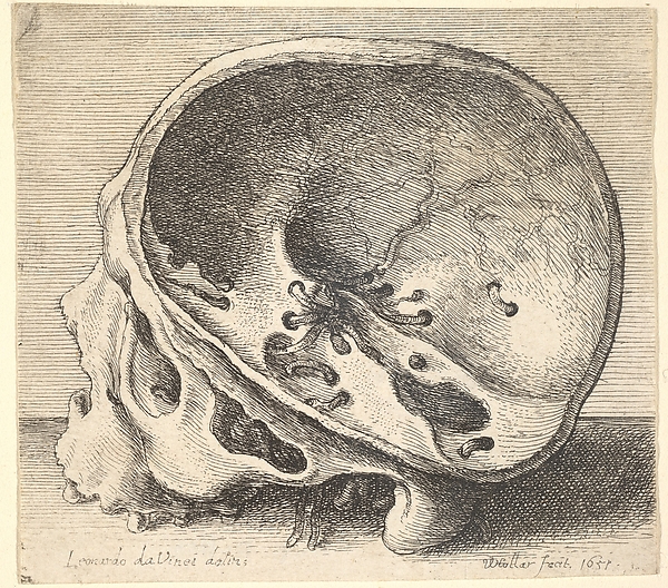 Wenceslaus Hollar, Sectioned skull in profile to left with the left side of the cranium removed